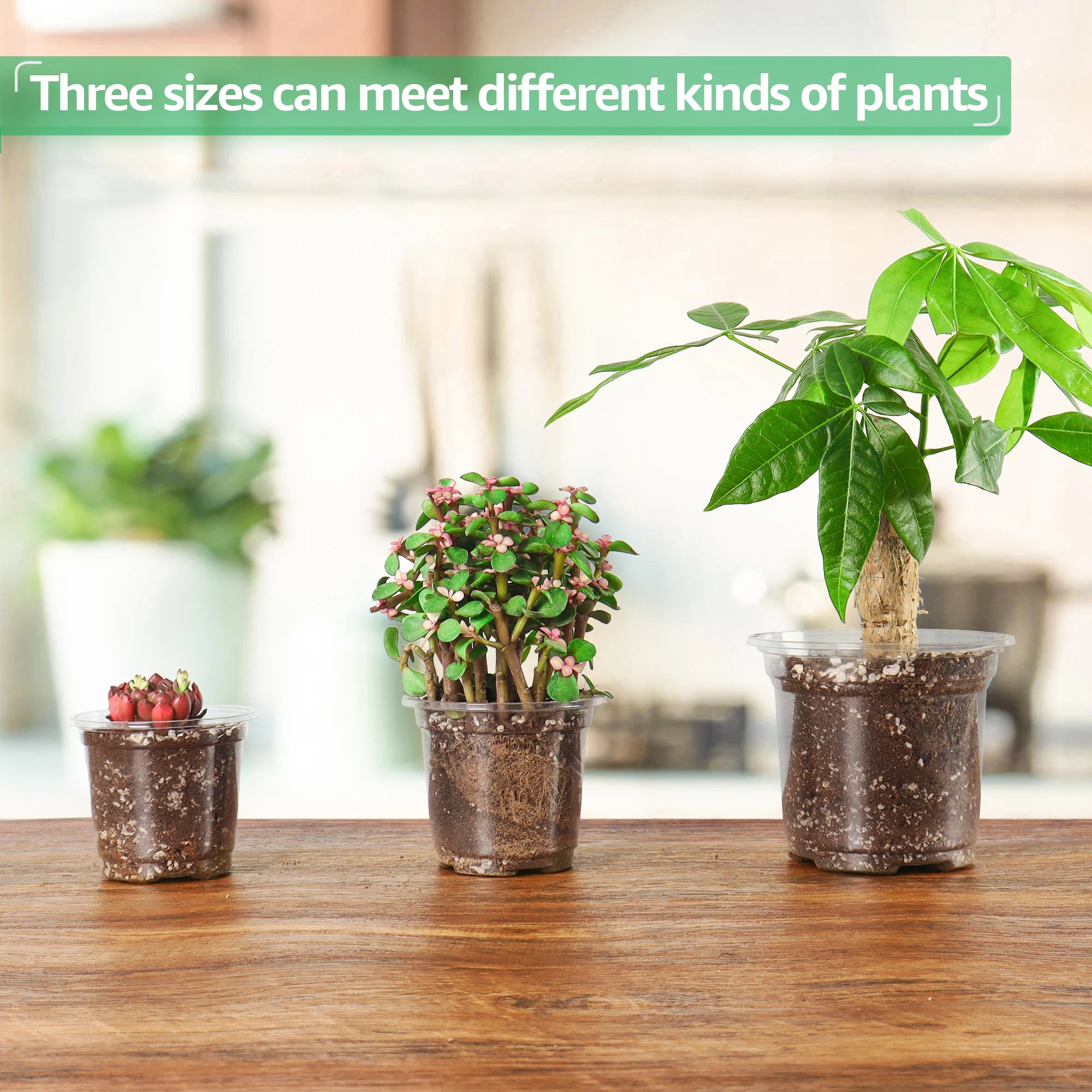 Clear Starter Plant Pots Set